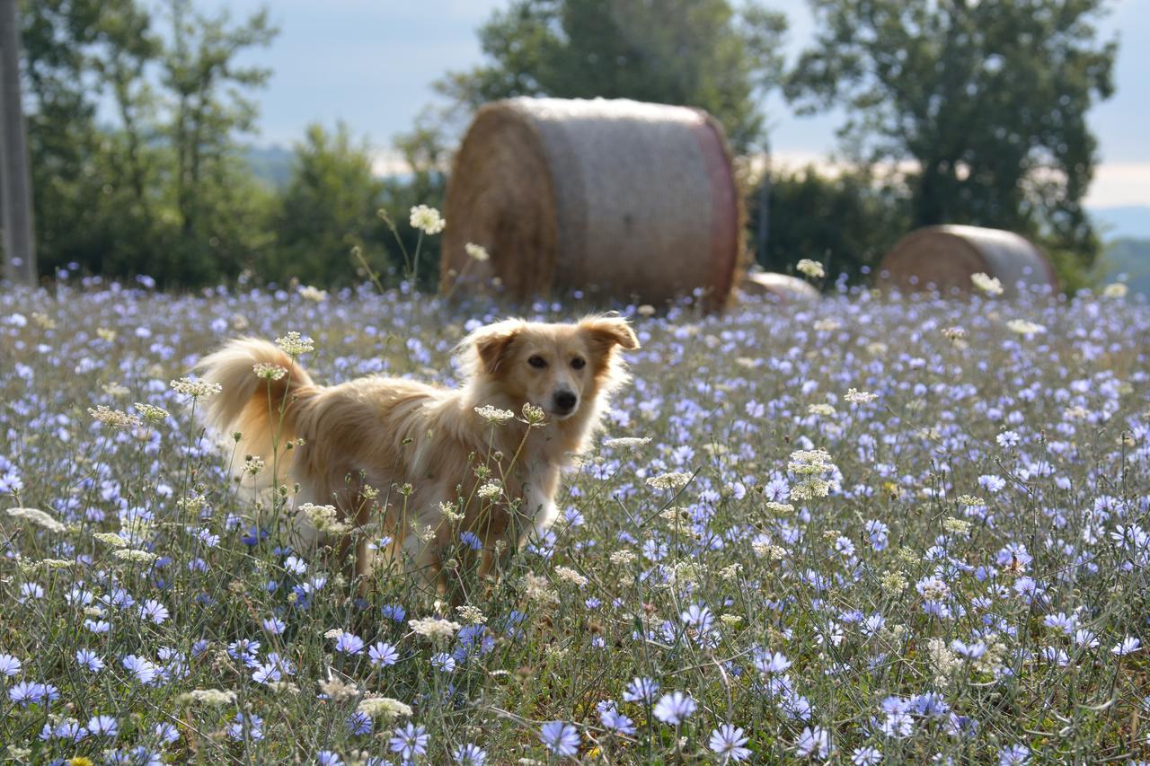 Agriturismo Il Sasso Anghiari Kültér fotó